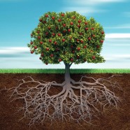 Roots and Fruit
